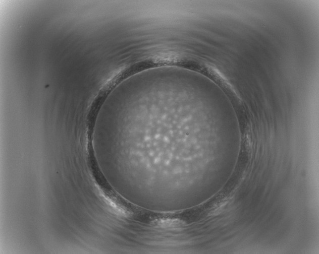 X0000066000637200603101531