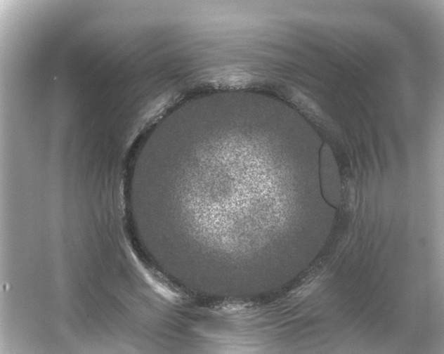 X0000066000638200603101531