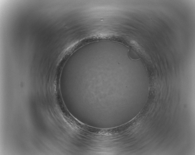 X0000066000640200603101532