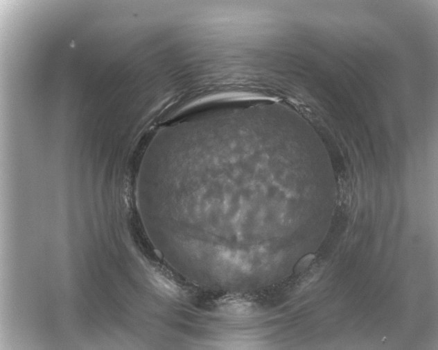 X0000066000648200603101532