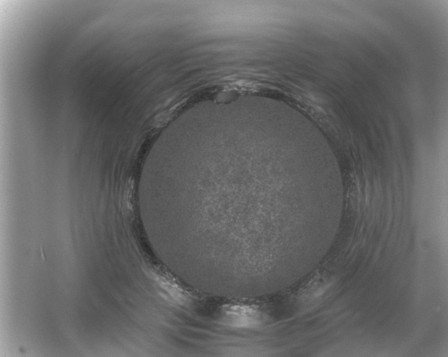 X0000066000649200603101532