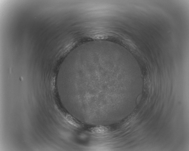 X0000066000652200603101532