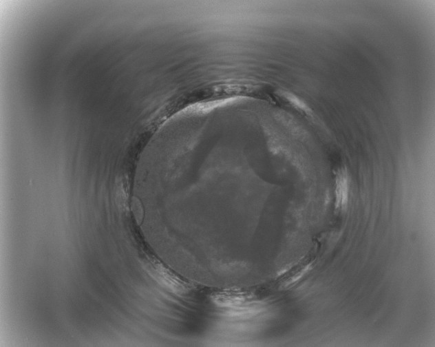 X0000066000661200603101532