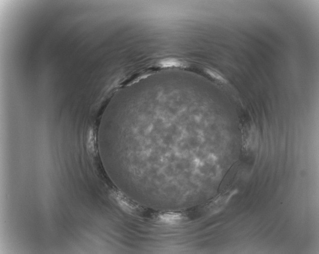 X0000066000669200603101532