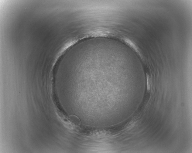 X0000066000675200603101531