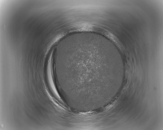 X0000066000677200603101531