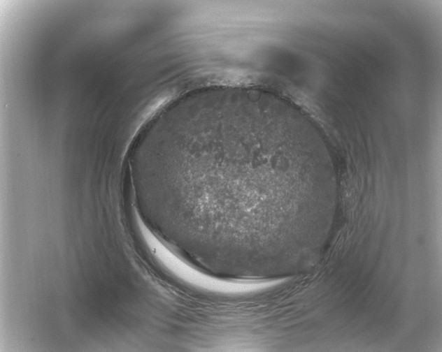 X0000066000679200603101531