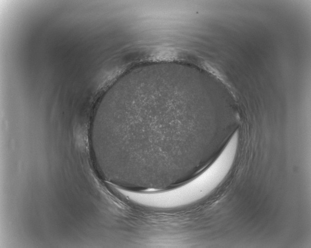 X0000066000681200603101531