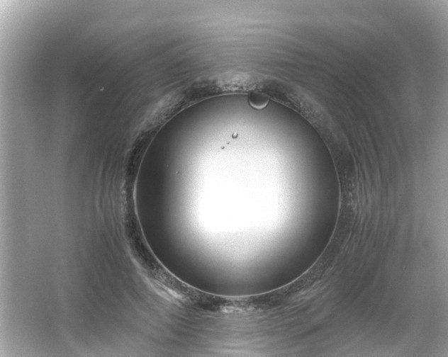 X0000066000690200603101531