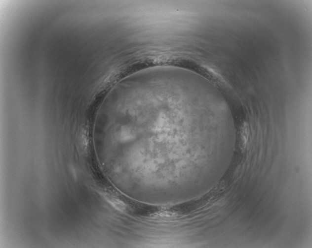 X0000066000691200603101531