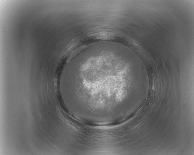 X0000066000696200603101531