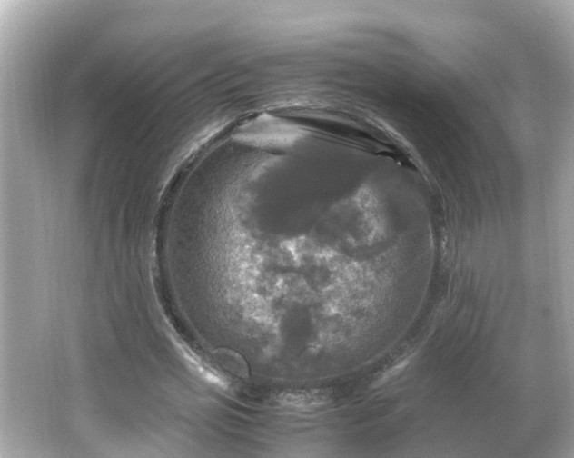 X0000066000725200603101530