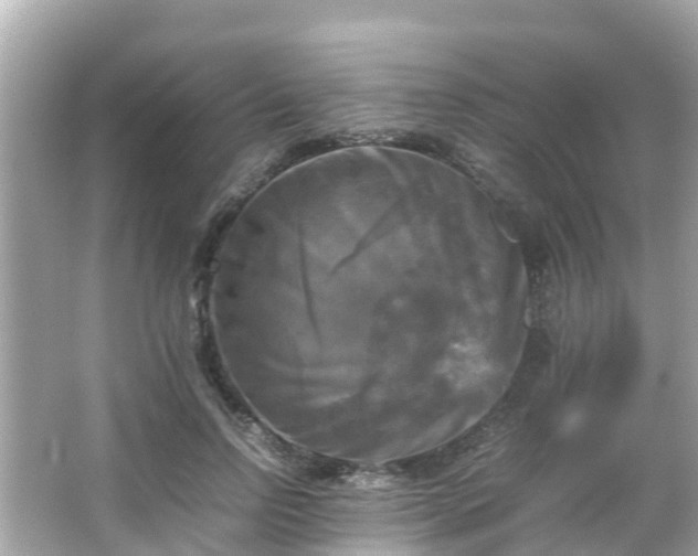 X0000066000742200603101530