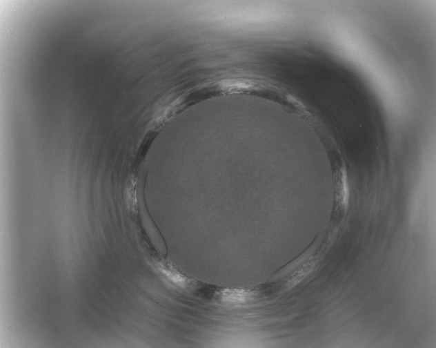 X0000066000766200603101530