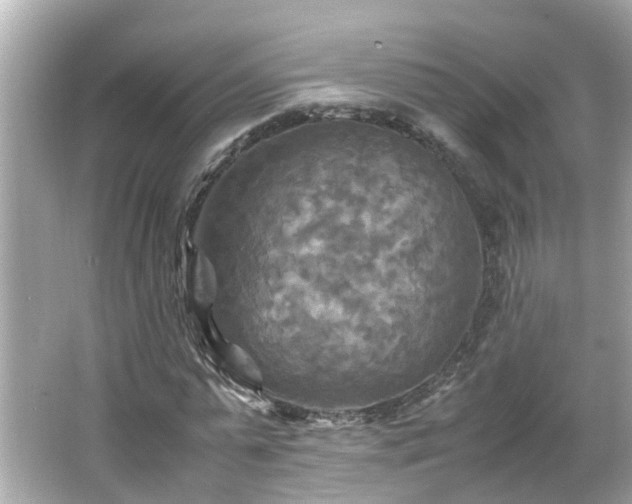 X0000066000775200603101529