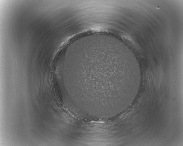 X0000066000776200603101529