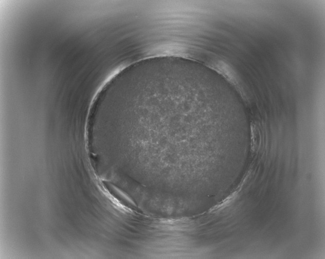 X0000066000780200603101529