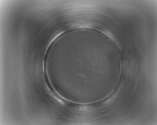 X0000066000790200603101529