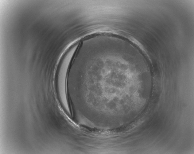 X0000066000791200603101529