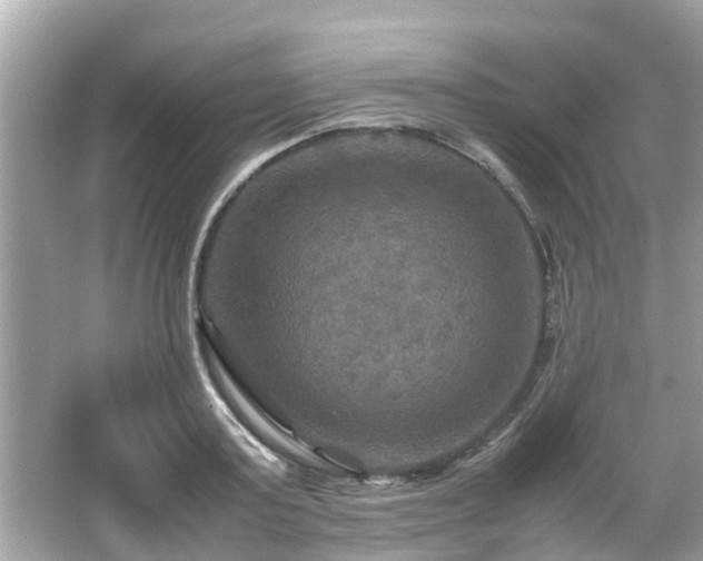 X0000066000795200603101529