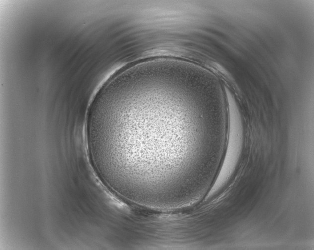 X0000066000796200603101529