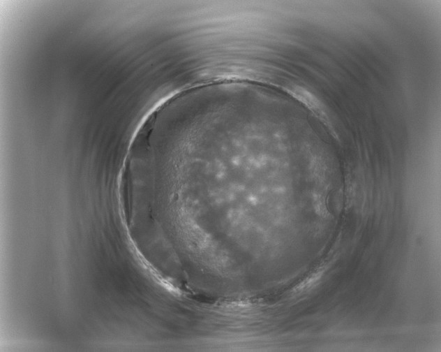 X0000066000798200603101529