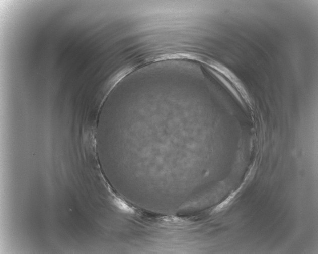 X0000066000809200603101529