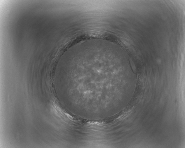 X0000066000817200603101528