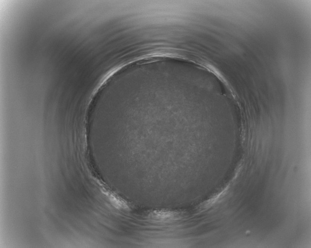 X0000066000829200603101528