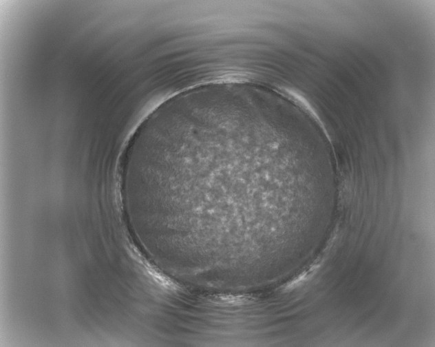 X0000066000835200603101528