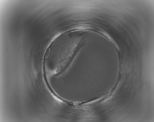 X0000066000853200603101529