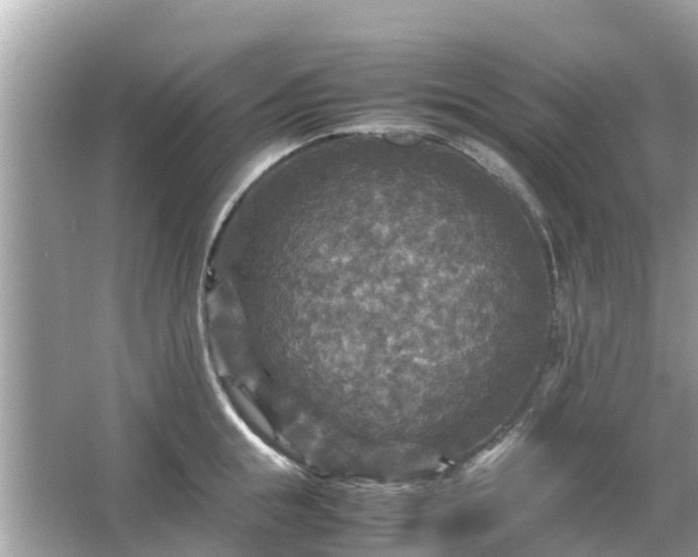 X0000066000855200603101529