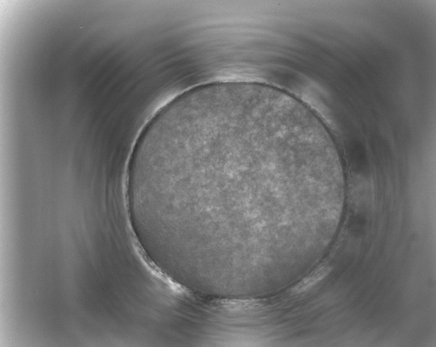 X0000066000856200603101529