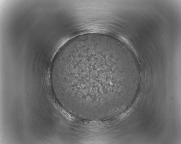 X0000066000875200603101528