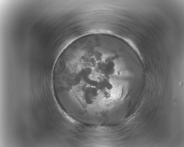 X0000066000895200603101527