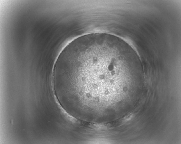 X0000066000911200603101527