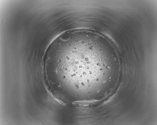 X0000066000933200603101527