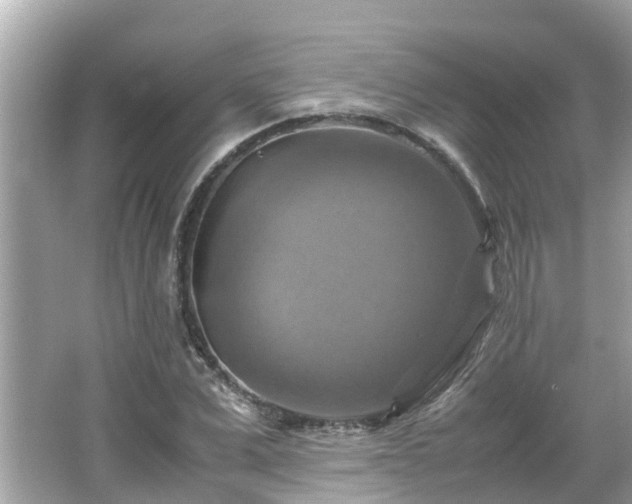 X0000066000975200603101526