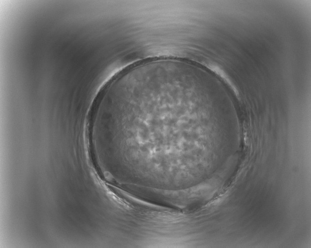 X0000066000983200603101526