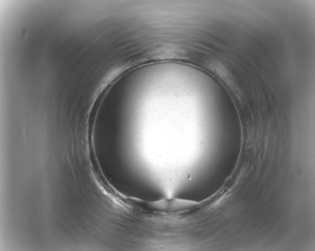 X0000066000986200603101526