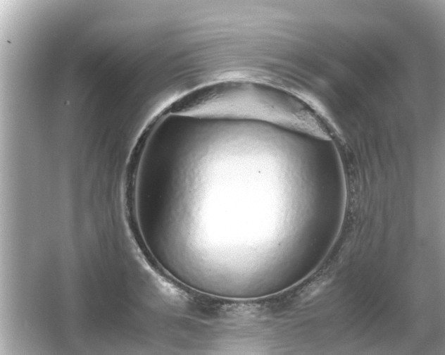 X0000066000991200603101526