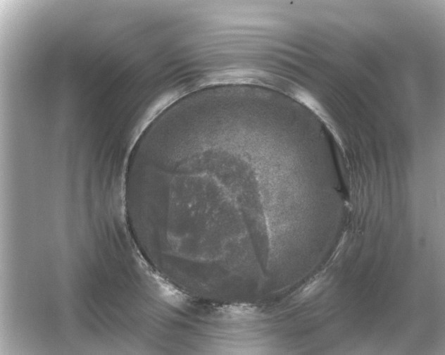 X0000066000994200603101526