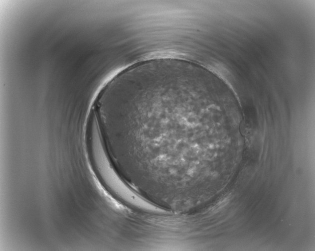 X0000066000995200603101526