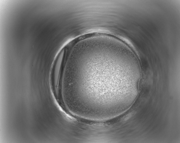 X0000066000999200603101526