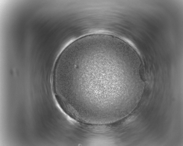 X0000066001007200603101526