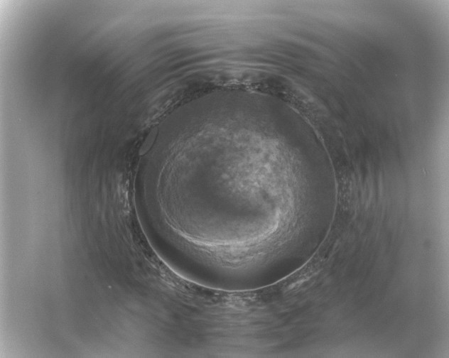 X0000066001013200603101525