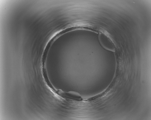 X0000066001024200603101525