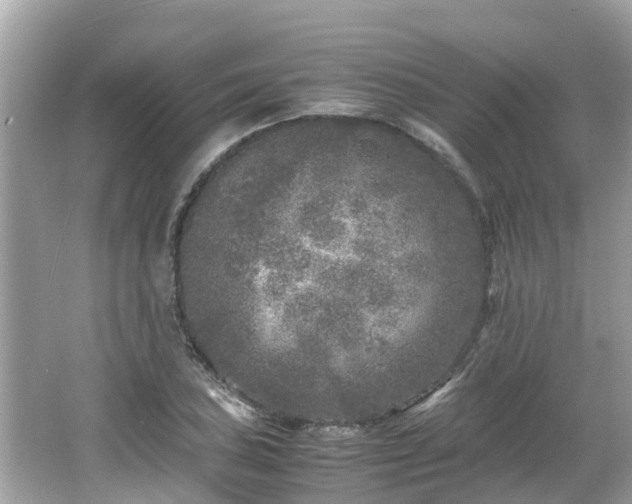 X0000066001027200603101525