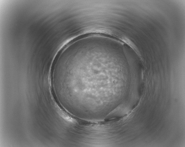 X0000066001028200603101525