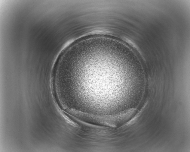 X0000066001029200603101525